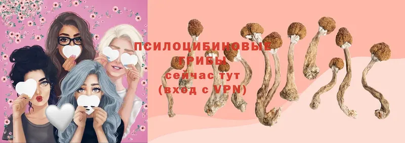 ссылка на мегу ссылка  Красногорск  Псилоцибиновые грибы Psilocybe 